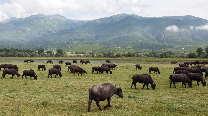 Buffalo, Lake Kerkini, Kerkini National Park, Serres, Greece